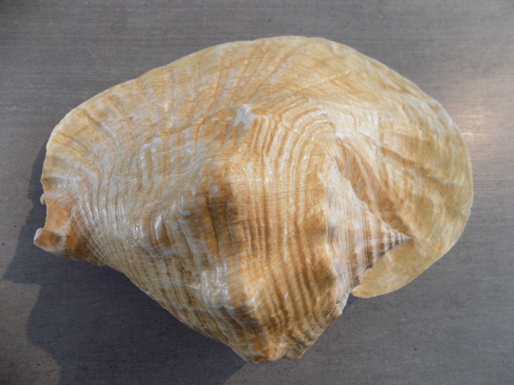 STROMBIDAE TITANOSTROMBUS GOLIATH | Nautilus 2